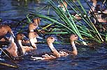 Fulvus Ducks, Loxahatchee NWR